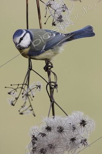 Biosphoto | 944882 | Mésange bleue agrippée à une Clématite en fruit France | &copy; Thierry Reminiac / Biosphoto