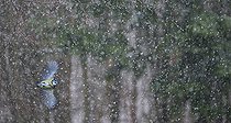 Biosphoto | 2325580 | Mésange bleue (Cyanistes caeruleus) en vol dans une tempête de neige, Parc naturel régional des Vosges du Nord, France | &copy; Michel Rauch / Biosphoto
