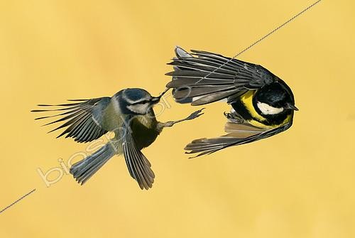 Biosphoto | 2444496 | Mésange bleue (Cyanistes caeruleus) et Mésange charbonnière (Parus major) combat en vol, Angleterre | &copy; Frédéric Desmette / Biosphoto