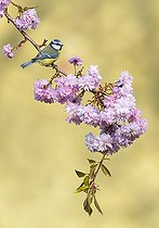 Biosphoto | 2122547 | Mésange bleue (Cyanistes caeruleus) parmi les fleurs au printemps, Angleterre | &copy; Frédéric Desmette / Biosphoto
