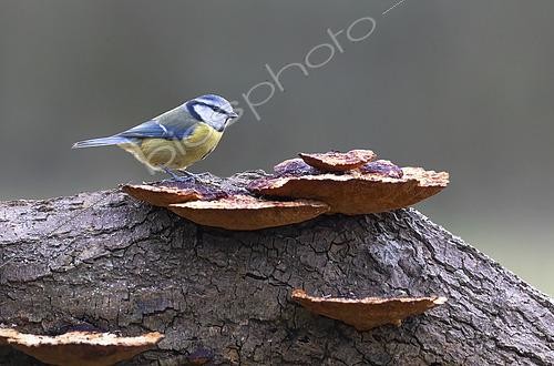 Biosphoto | 2601255 | Mésange bleue (Cyanistes caeruleus) perchée sur un tronc couvert de champignons, Angleterre | &copy; Frédéric Desmette / Biosphoto