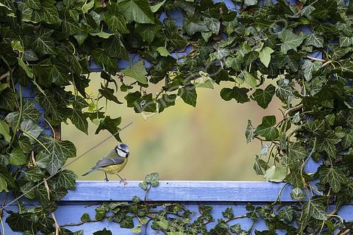 Biosphoto | 2619752 | Mésange bleue (Cyanistes caeruleus) perchée sur une fenêtre, Angleterre. | &copy; Frédéric Desmette / Biosphoto