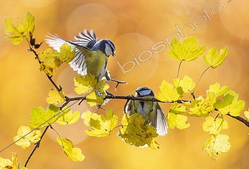 Biosphoto | 2438601 | Mésange bleue (Cyanistes caeruleus) se battant sur une branche en automne, Angleterre | &copy; Frédéric Desmette / Biosphoto