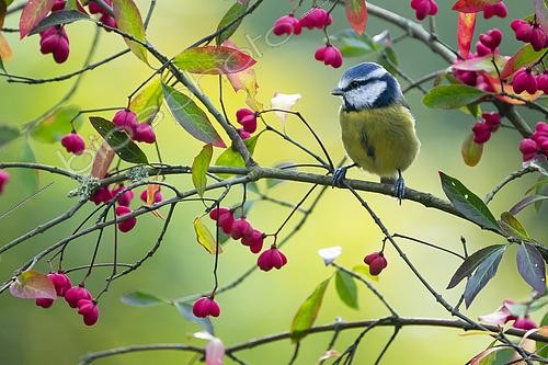 Biosphoto | 2457950 | Mésange bleue (Cyanistes caeruleus) sur un fusain d'Europe (Euonymus europaeus), Angleterre | &copy; Frédéric Desmette / Biosphoto