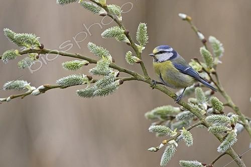 Biosphoto | 235914 | Mésange bleue (Cyanistes caeruleus) sur une branche de Saule (Salix sp.) en fleurs | &copy; Frédéric Desmette / Biosphoto