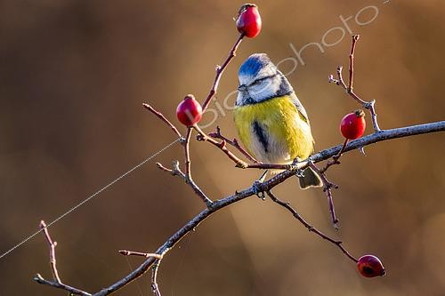 Biosphoto | 2436715 | Mésange bleue (Cyanistes caeruleus) sur une branche, Slovaquie | &copy; Ervin Horesnyík / Biosphoto