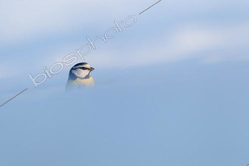 Biosphoto | 2002239 | Mésange bleue dans la neige - Vosges du Nord France | &copy; Emmanuel Baechler / Biosphoto