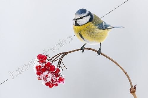 Biosphoto | 2593552 | Mésange bleue (Parus caeruleus) sur une branche et baies en hiver | &copy; W. Rolfes / imageBROKER / Biosphoto