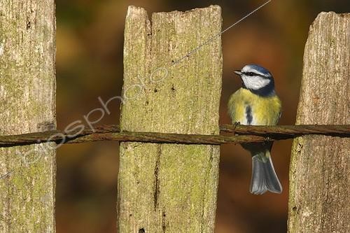 Biosphoto | 813600 | Mésange bleue posée sur une barrière en automne GB | &copy; Frédéric Desmette / Biosphoto