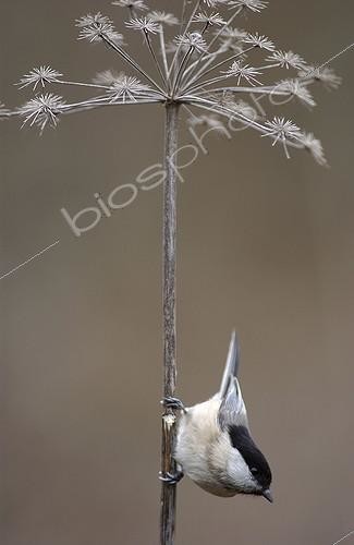 Biosphoto | 492915 | Mésange boréale en recherche de nourriture France | &copy; Robin Monchâtre / Biosphoto