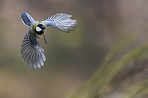 Biosphoto | 2325584 | Mésange charbonnière (Pars major) en vol, Parc naturel régional des Vosges du Nord, France | &copy; Michel Rauch / Biosphoto