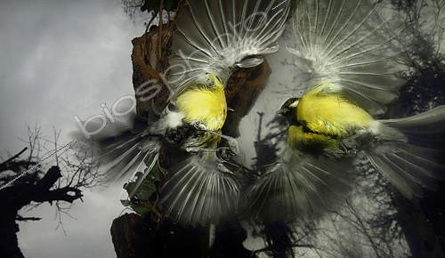 Biosphoto | 2081607 | Mésange charbonnière (Parus major) attaquant son reflet | &copy; Zoltan Ritzel / Biosphoto