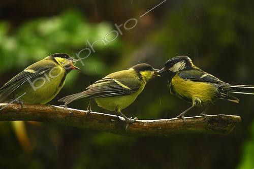 Biosphoto | 2081574 | Mésange charbonnière (Parus major) jeunes réclamant de la nourriture sous la pluie | &copy; Zoltan Ritzel / Biosphoto