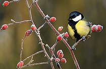 Biosphoto | 2445679 | Mésange charbonnière (Parus major) sur une branche et cynorhodons, Parc naturel régional des Vosges du Nord, France | &copy; Michel Rauch / Biosphoto