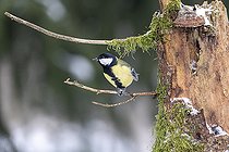 Biosphoto | 2593340 | Mésange charbonnière (Parus major) sur une branche, Forêt de Bialowieza Site du patrimoine mondial de l'UNESCO, Pologne, Europe. | &copy; Franco Banfi / Biosphoto