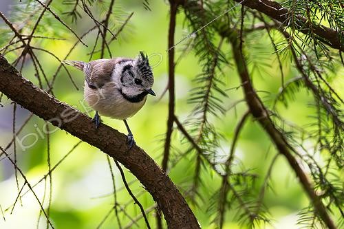 Biosphoto | 2610497 | Mésange huppée (Lophophanes cristatus) sur une branche, Vosges, France | &copy; Stéphane Vitzthum / Biosphoto