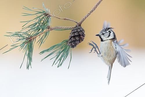 Biosphoto | 2002749 | Mésange huppée se posant sur une pomme de pin - France | &copy; Emmanuel Baechler / Biosphoto