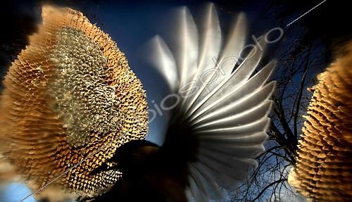 Biosphoto | 2082518 | Mésange prenant des graines de Tournesol sur une capitule sèche après la récolte, Hongriel. 1er prix catégorie oiseaux, Oasis 2017 | &copy; Zoltan Ritzel / Biosphoto