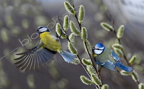 Biosphoto | 2557298 | Mésanges bleues (Cyanistes caeruleus) dans un saule, Parc naturel régional des Vosges du Nord, France | &copy; Michel Rauch / Biosphoto