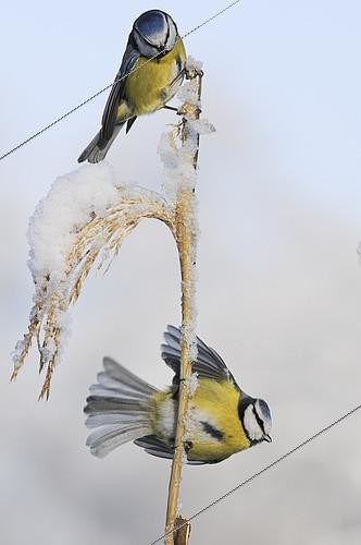 Biosphoto | 2413642 | Mésanges bleues (Cyanistes caeruleus) perchées sur un roseau couvert de neige, Basse-Saxe, Allemagne | &copy; Willi Rolfes / BIA / Biosphoto