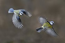 Biosphoto | 2325583 | Mésanges bleues (Cyanistes caeruleus) se poursuivant en vol, Parc naturel régional des Vosges du Nord, France | &copy; Michel Rauch / Biosphoto