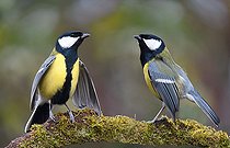 Biosphoto | 2445682 | Mésanges charbonnières (Parus major) se défiant sur une branche, Parc naturel régional des Vosges du Nord, France | &copy; Michel Rauch / Biosphoto