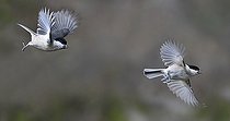 Biosphoto | 2166695 | Mésanges nonnettes (Parus palustris) course-poursuite en vol, Parc naturel régional des Vosges du Nord, France | &copy; Michel Rauch / Biosphoto