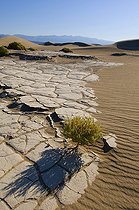 Biosphoto | 1249432 | Mesquite Sand Dune and Dried Mud Death Valley NP California | &copy; Daniel Heuclin / Biosphoto