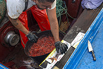 Biosphoto | 2609499 | Mesure de la taille minimale autorisée d'un poisson (Pagre commun : Pagrus pagrus). La pêche à la crevette (Plesionika narval) est une activité artisanale pratiquée à partir de petites embarcations. On utilise des pots (pièges) qui sont placés sur les fonds marins à des profondeurs comprises entre 50 et 150 mètres et qui permettent également de capturer quelques poissons. Elle est pratiquée toute l'année, bien que les prises soient plus abondantes en été. La production est principalement destinée à la consommation locale. Navire : El Puma. PECHEUR : Ayoze Rodríguez (modèle relâché). Guilde des pêcheurs de San Marcos à Icod de los Vinos, Tenerife. Îles Canaries. | &copy; Sergio Hanquet / Biosphoto
