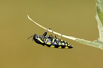 Biosphoto | 1252494 | Metalic Wood borer under a leaf France | &copy; Thierry Van Baelinghem / Biosphoto