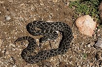 Biosphoto | 1249970 | Mexican lance-headed rattlesnake | &copy; Daniel Heuclin / Biosphoto