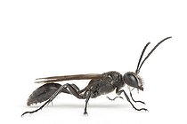 Biosphoto | 1251088 | Mexican Sphex on white background | &copy; Michel Gunther / Biosphoto