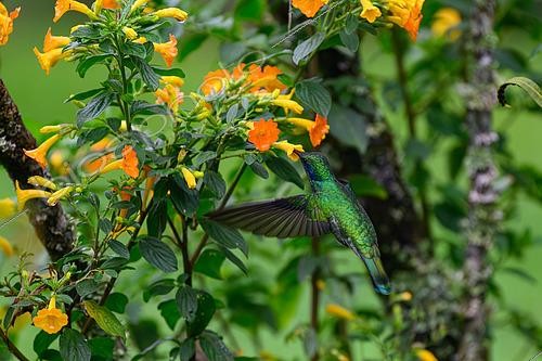 Biosphoto | 2606937 | Mexican Violetear (Colibri thalassinus) Boquete, Panama | &copy; Régis Cavignaux / Biosphoto