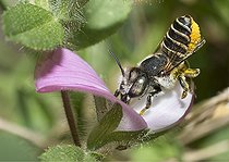 Biosphoto | 2410354 | Mgachile (Megachile pilidens) sur arrête-boeuf (Ononis repens), abeilles solitaires,Parc naturel régional des Vosges du Nord, France | &copy; Michel Rauch / Biosphoto