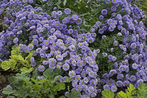 Biosphoto | 2143123 | Michaelmas daisy (Aster novi-belgii) 'Hilda Ballard' in bloom | &copy; Frédéric Didillon / Biosphoto