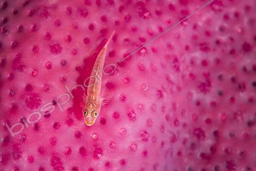 Biosphoto | 2619321 | Michel's ghost goby (Pleurosicya micheli) on a pink sponge, Mayotte. | &copy; Gabriel Barathieu / Biosphoto