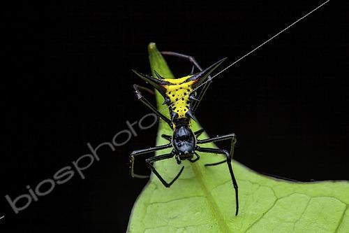 Biosphoto | 2465976 | Micrathena (Micrathena schreibersi) sur une feuille, Saut Maripa, Guyane Française | &copy; Frank Deschandol & Philippe Sabine / Biosphoto