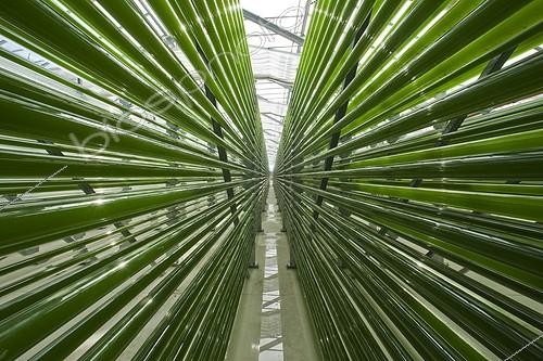 Biosphoto | 1636179 | Microalgae production plant in Germany ; Roquette company | &copy; Pascal Goetgheluck / Biosphoto
