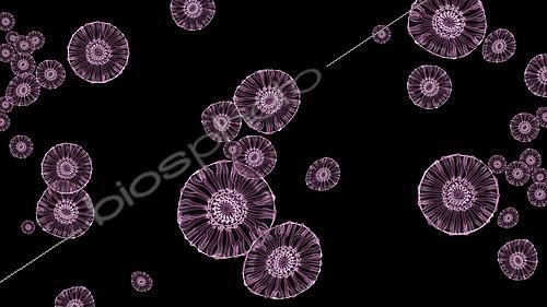 Biosphoto | 2475483 | Microscopic view of Burkholderia mallei bacteria, black background. | &copy; Stocktrek Images / Biosphoto