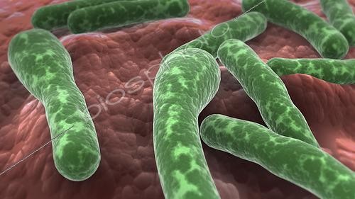 Biosphoto | 2475491 | Microscopic view of Clostridium botulinum bacteria. | &copy; Stocktrek Images / Biosphoto