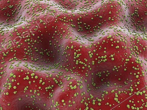 Biosphoto | 2475500 | Microscopic view of cryptosporidium inside the small intestine. | &copy; Stocktrek Images / Biosphoto