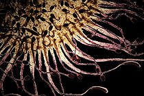 Biosphoto | 961676 | Microscopic view of Drosera  | &copy; Christian Gautier / Biosphoto