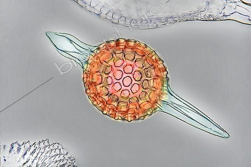 Biosphoto | 1156432 | Microscopic view of Radiolaire | &copy; Christian Gautier / Biosphoto