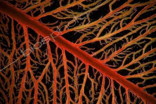 Biosphoto | 961605 | Microscopic view of veins of a leaf Boxwood  | &copy; Christian Gautier / Biosphoto