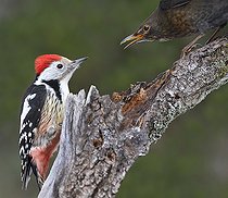 Biosphoto | 2462412 | Middle Spotted Woodpecker (Dendrocopos medius) and Black bird (Turdus merula) fighting, Vosges du Nord Regional Natural Park, France | &copy; Michel Rauch / Biosphoto