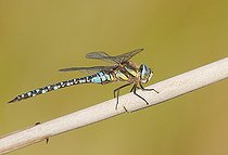 Biosphoto | 2594867 | Migrant hawker at sunset (Aeshna mixta), on a stalk of common reed (Phragmites australis), at the edge of a pond, along the Rhine, in the National Nature Reserve of the Robertsau and La Wantzenau Forest, in Strasbourg in autumn. Alsace, France | &copy; Yves Noto Campanella / Biosphoto