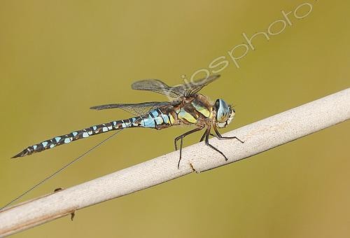 Biosphoto | 2594867 | Migrant hawker at sunset (Aeshna mixta), on a stalk of common reed (Phragmites australis), at the edge of a pond, along the Rhine, in the National Nature Reserve of the Robertsau and La Wantzenau Forest, in Strasbourg in autumn. Alsace, France | &copy; Yves Noto Campanella / Biosphoto