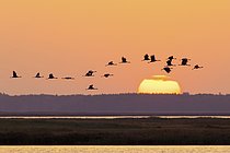 Biosphoto | 2609124 | Migrating flock of common cranes, Eurasian cranes (Grus grus) in flight silhouetted against orange sunrise sky during migration in autumn, fall | &copy; alimdi / Arterra / S / imageBROKER / Biosphoto