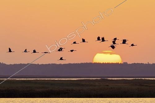 Biosphoto | 2609124 | Migrating flock of common cranes, Eurasian cranes (Grus grus) in flight silhouetted against orange sunrise sky during migration in autumn, fall | &copy; alimdi / Arterra / S / imageBROKER / Biosphoto
