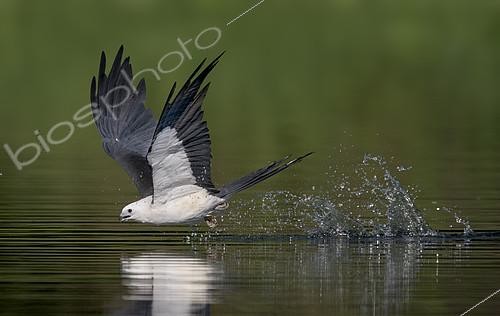Biosphoto | 2408652 | Milan à queue fourchue (Elanoides forficatus) buvant en vol, Floride | &copy; Alan Murphy / BIA / Biosphoto
